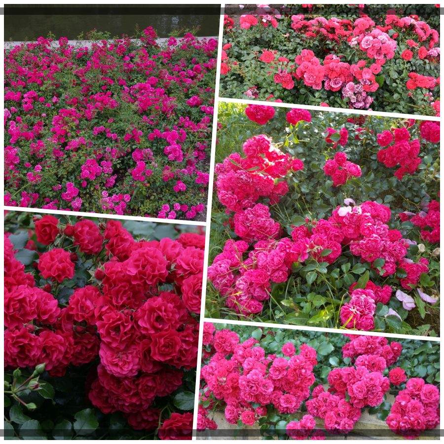 Gartnerfreude róże okrywowe